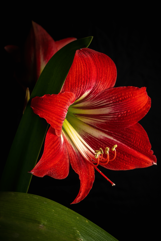 Amarilio priežiūra po žydėjimo: kaip prižiūrėti peržydėjusį amarilį, kad atsigautų