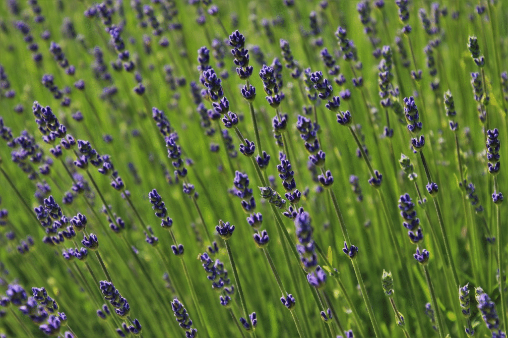 Kada žydi levandos: žydėjimo laikas Lietuvoje ir priežiūra žydėjimo metu