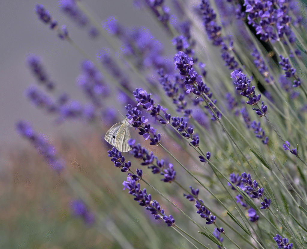 Kada žydi levandos: žydėjimo laikas Lietuvoje ir priežiūra žydėjimo metu