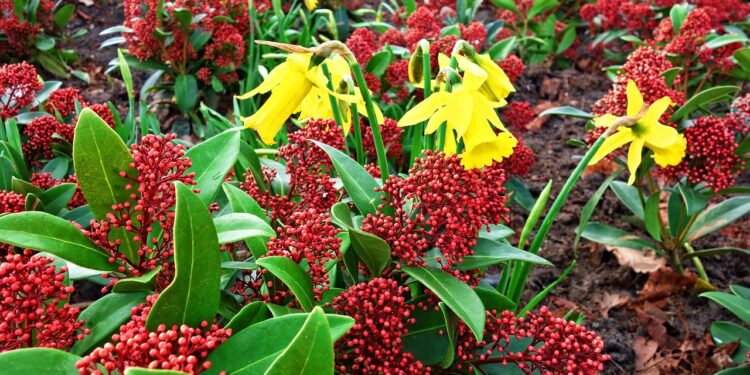 Japoninė skimija: kaip auginti ir prižiūrėti šį visžalį krūmą sode