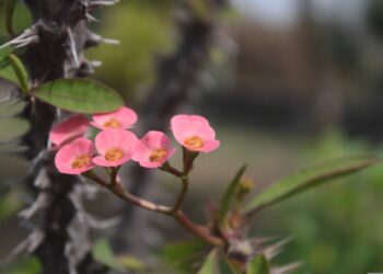 Dygliuotoji karpažolė: auginimas, priežiūra ir svarbiausi patarimai