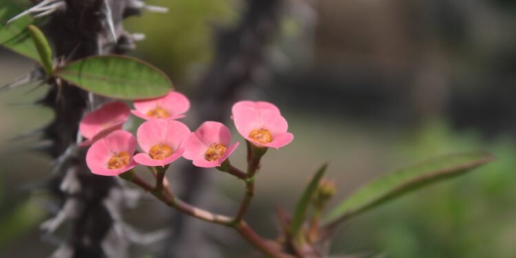Dygliuotoji karpažolė: auginimas, priežiūra ir svarbiausi patarimai