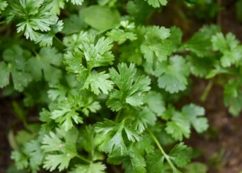 Ką gaminti su kalendra? Idėjos sriuboms, salotoms ir padažams