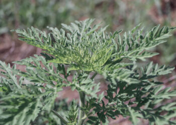 Kada pražysta diemedis ir ką reikia žinoti apie jo žiedus