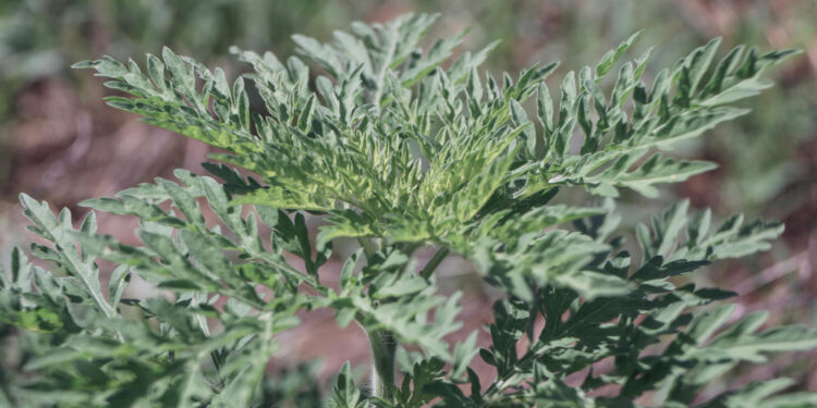 Kada pražysta diemedis ir ką reikia žinoti apie jo žiedus