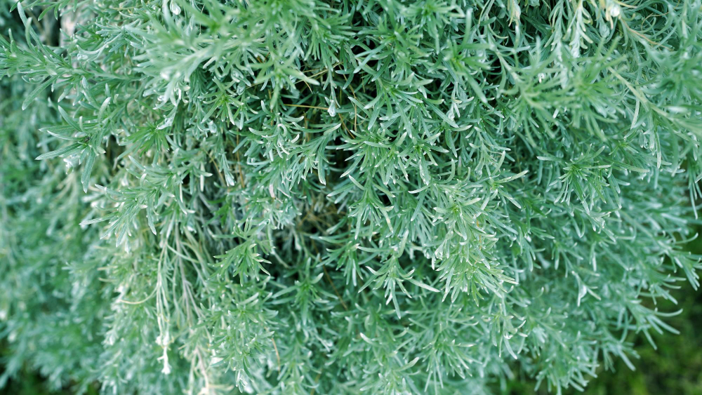 Ar verta skatinti diemedžio žydėjimą