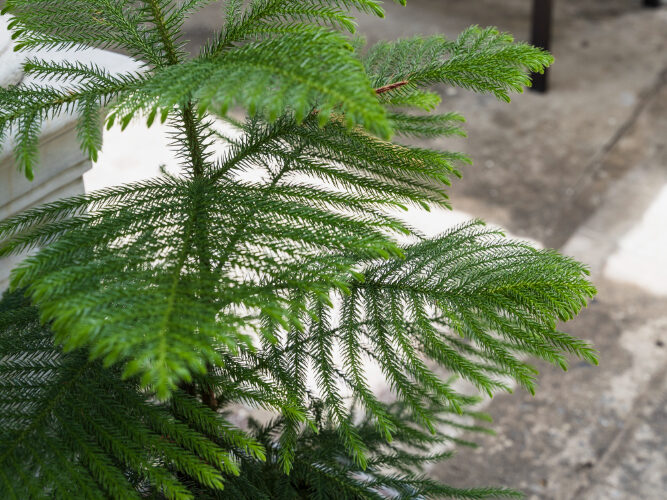 Araukarijos laistymas – kaip išlaikyti balansą