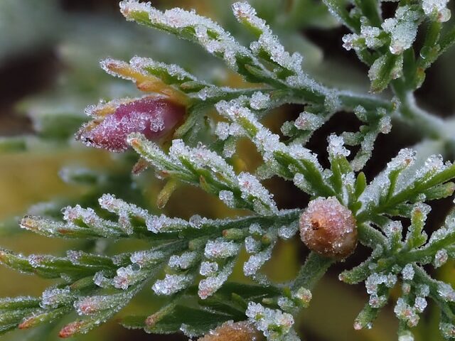 Diemedžio priežiūra po pasodinimo