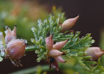 Kaip sodinti diemedį ir kokios sąlygos jam tinkamiausios