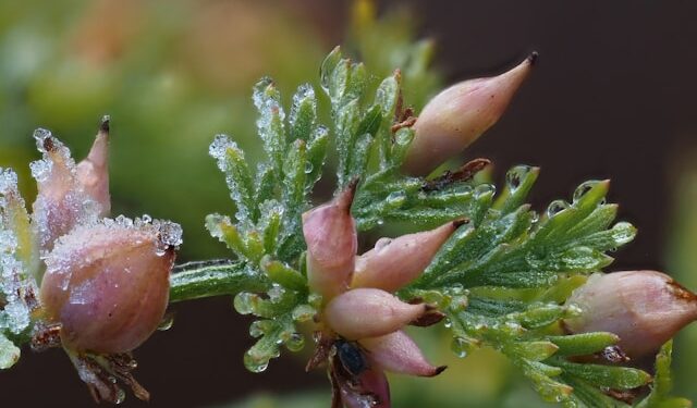 Kaip sodinti diemedį ir kokios sąlygos jam tinkamiausios