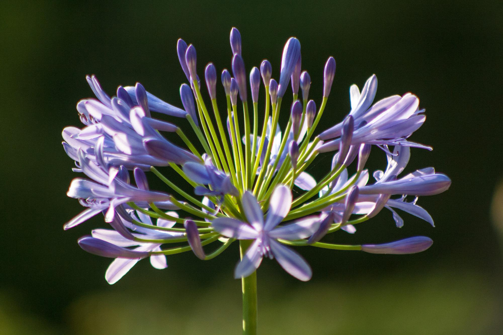 Dažniausios agapanto žiemojimo klaidos