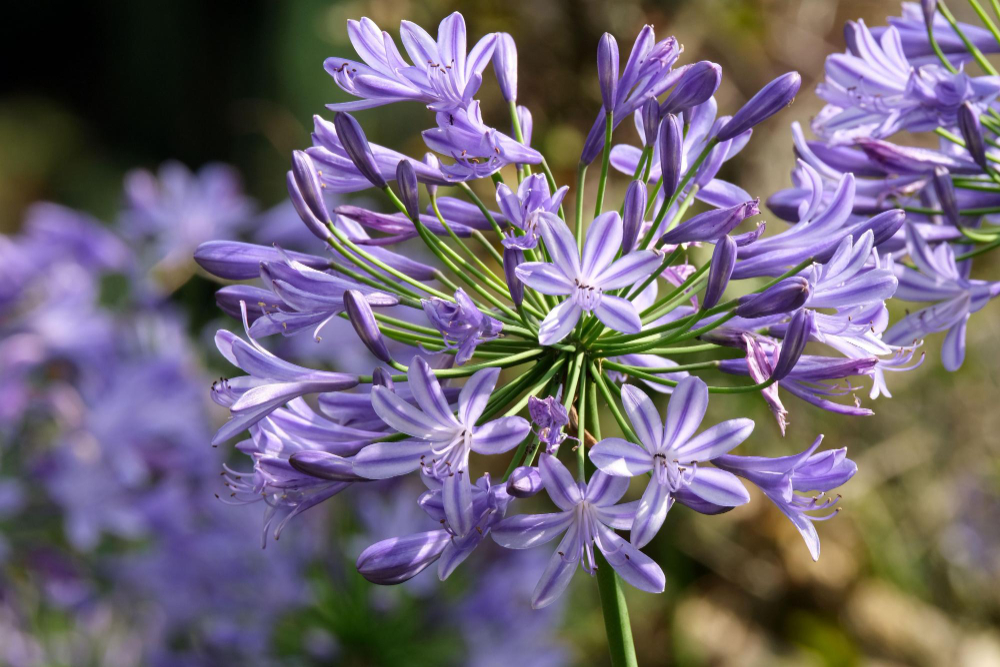 Senas sodininkų triukas, kad agapantas geriau žydėtų