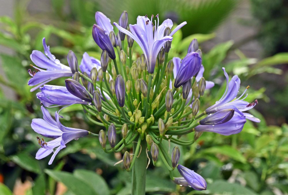 Kaip paruošti agapantą žiemai – svarbiausi darbai rudenį