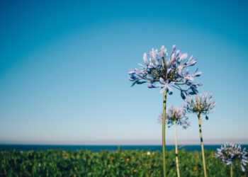 Kaip žiemoja agapantas ir kaip tinkamai jį paruošti žiemai