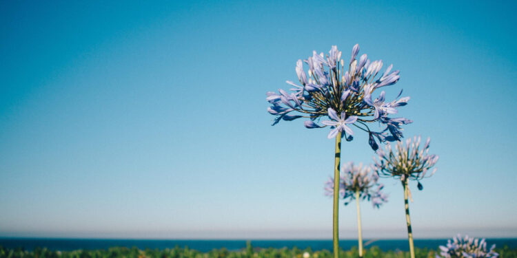 Kaip žiemoja agapantas ir kaip tinkamai jį paruošti žiemai