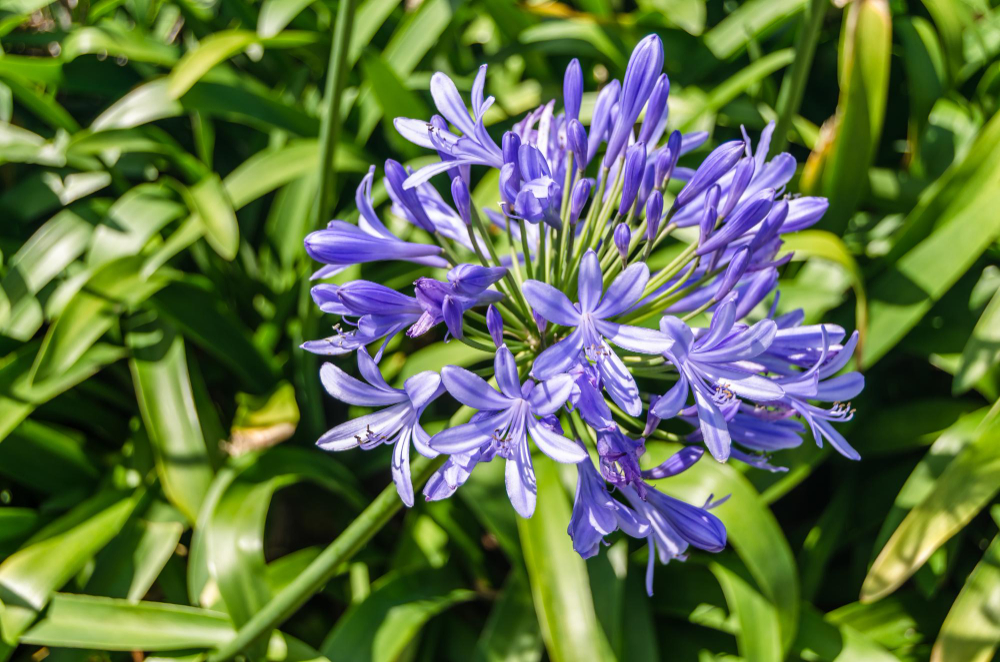 Kur laikyti agapantą per žiemą
