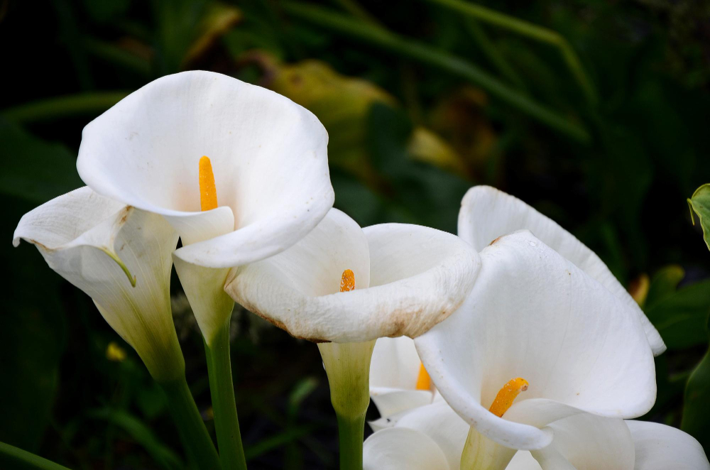 Dažniausios kalijos problemos ir jų sprendimai