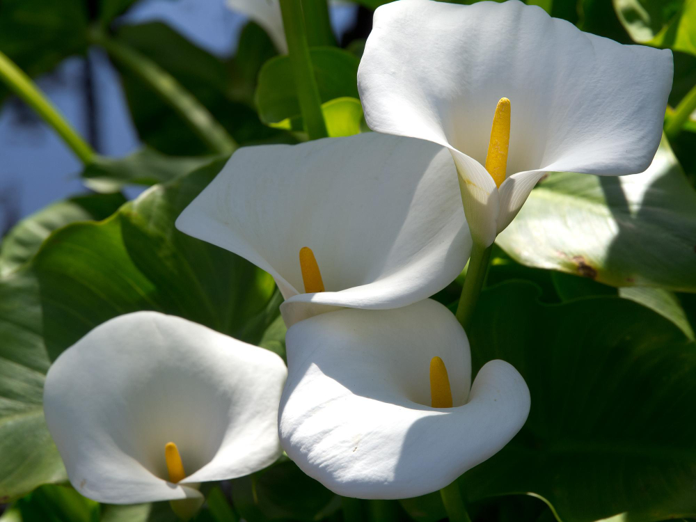 Kalijos ramybės periodas – svarbiausia žydėjimo paslaptis