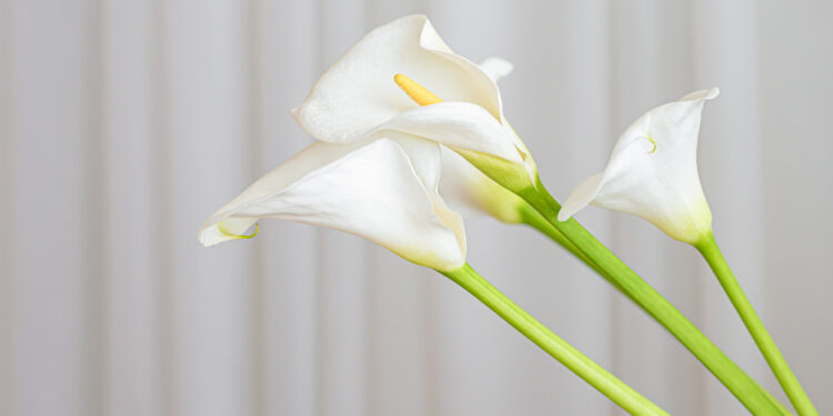 Kambarinė gėlė kalija: priežiūra, auginimas vazone ir žydėjimo paslaptys