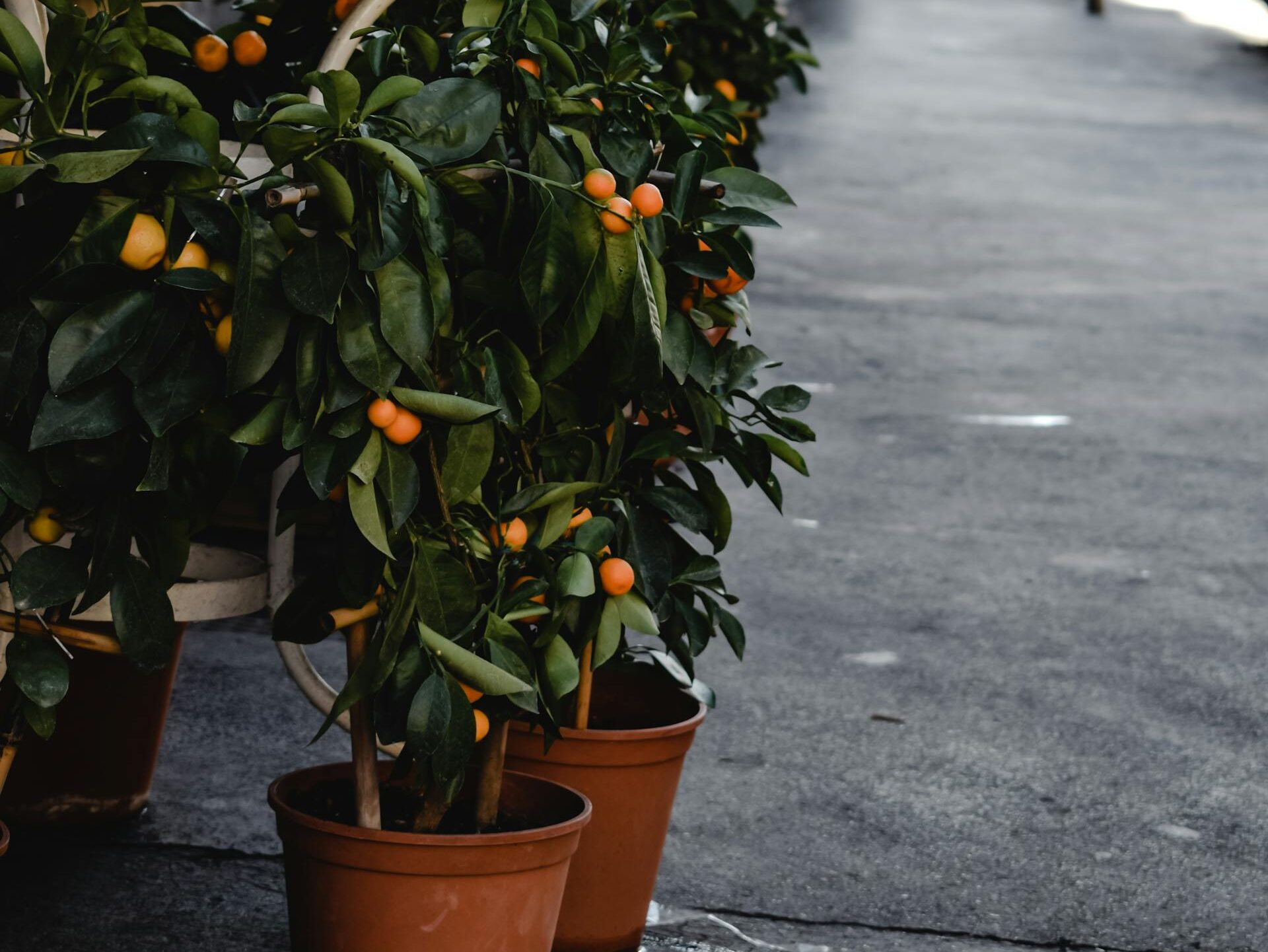 Kokia dirva ir vazonas tinkamiausi kinkanui