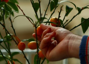 Kinkanų auginimas namuose: priežiūra, laistymas ir dažniausios klaidos