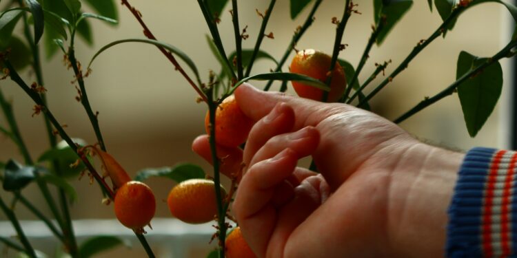 Kinkanų auginimas namuose: priežiūra, laistymas ir dažniausios klaidos