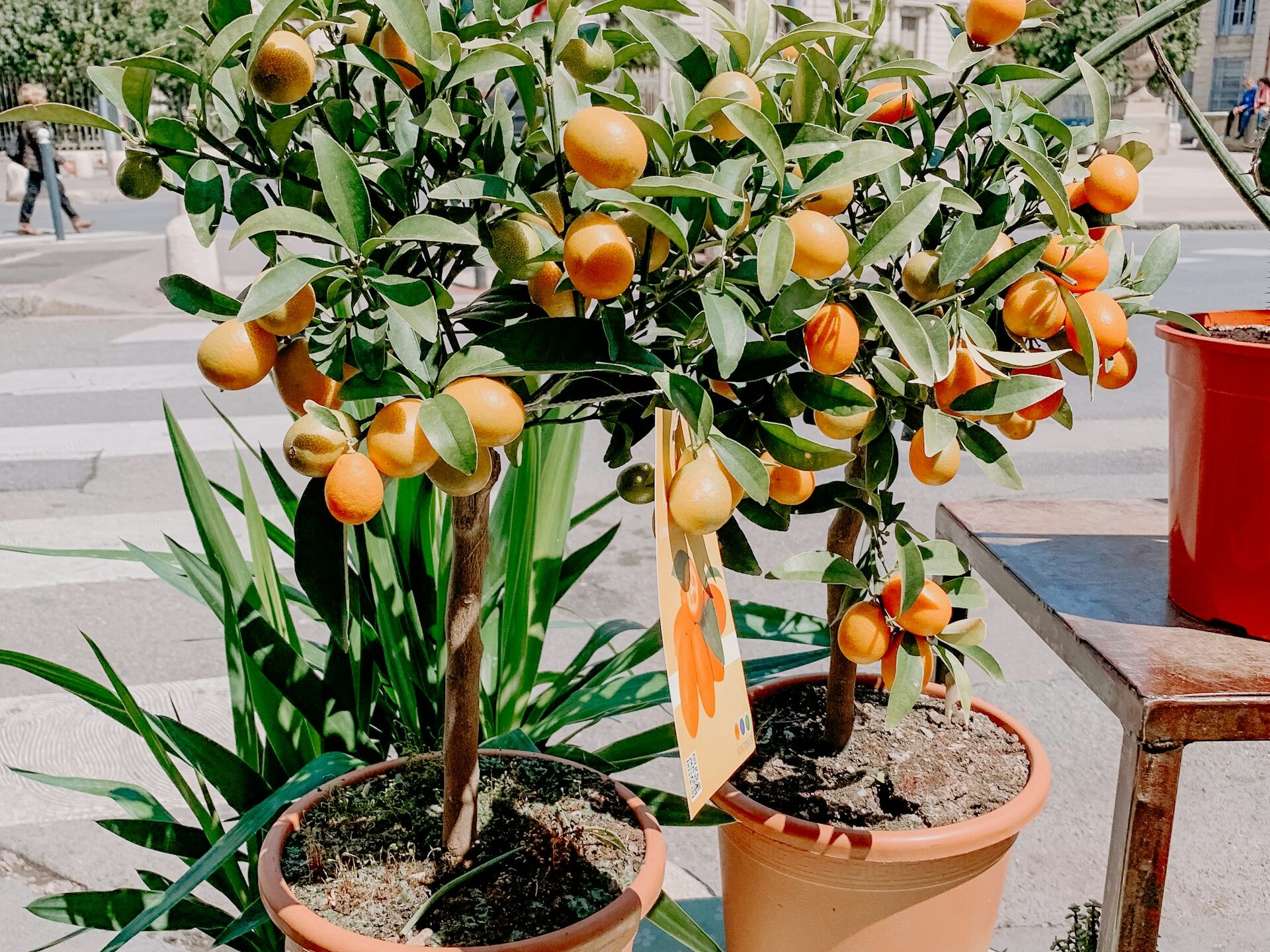 Kaip peržiemoti kinkaną namuose