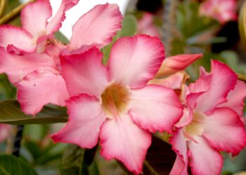 Kodėl mandevila meta lapus? Dažniausios priežastys ir kaip išgelbėti augalą