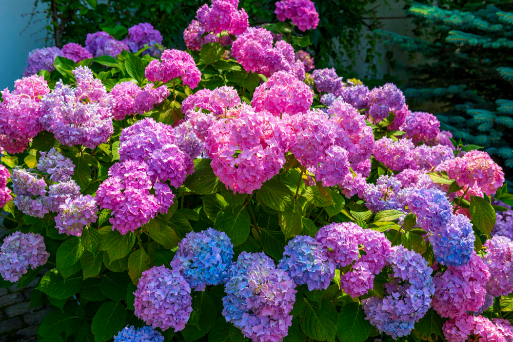 Kaip teisingai sodinti krūmus pavėsyje