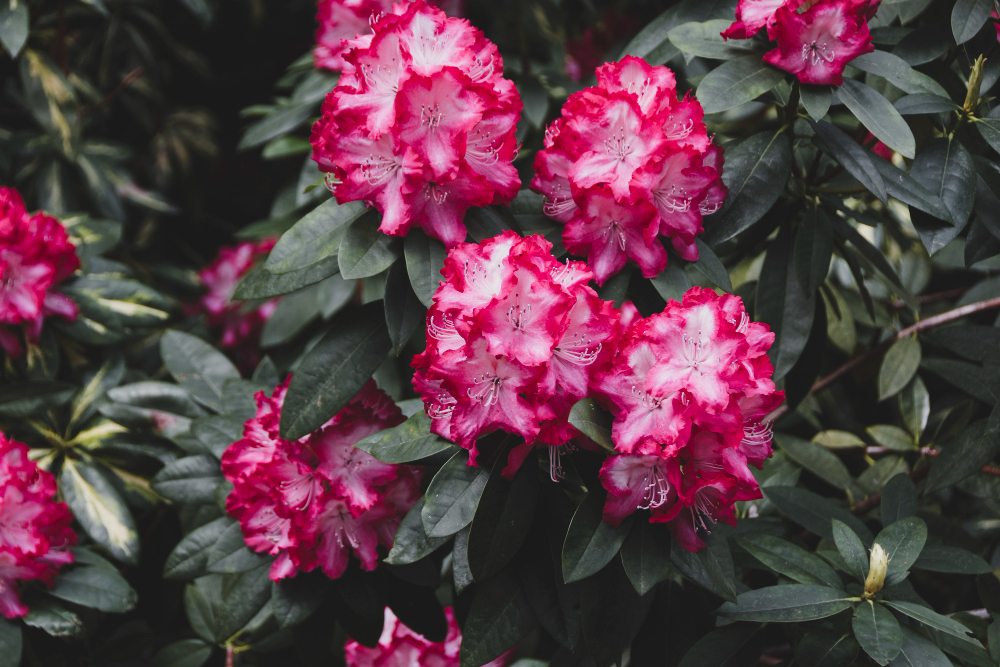 Kokie krūmai geriausiai auga pavėsyje