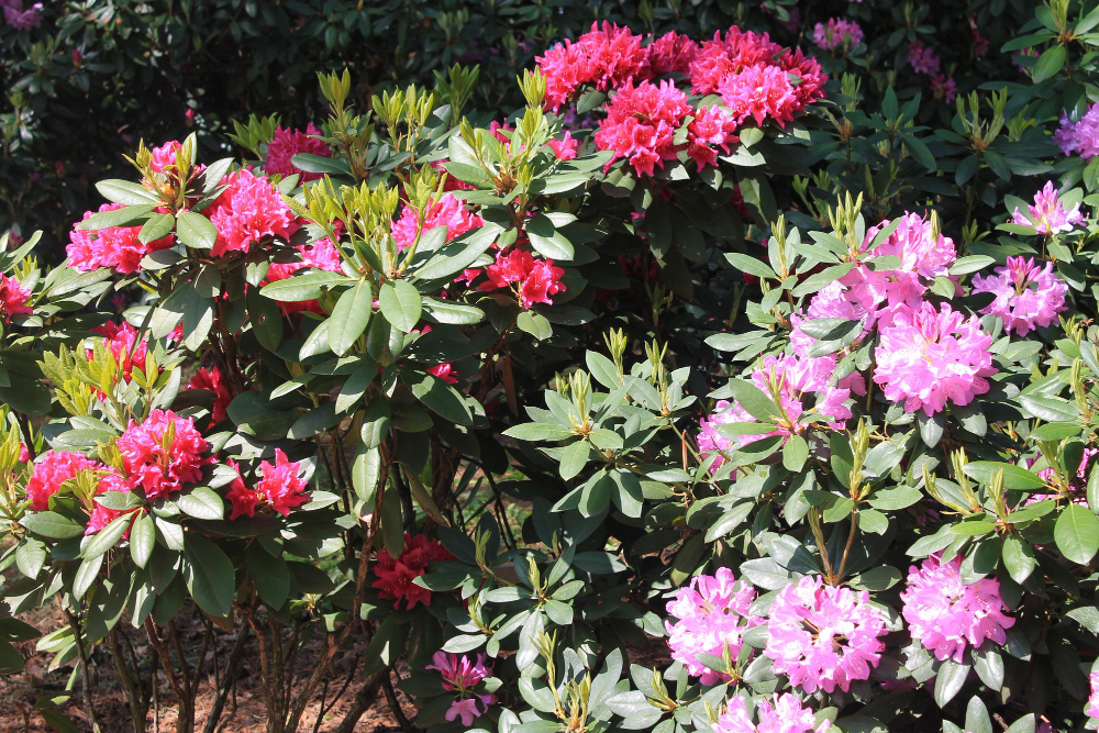 Krūmų priežiūra pavėsingose vietose