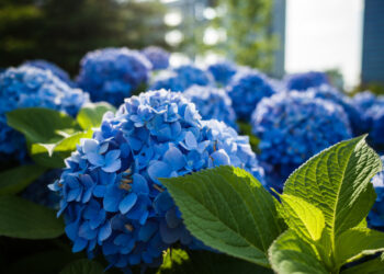 Krūmai augantys šešėlyje: kokias rūšis rinktis ir kaip teisingai sodinti bei prižiūrėti