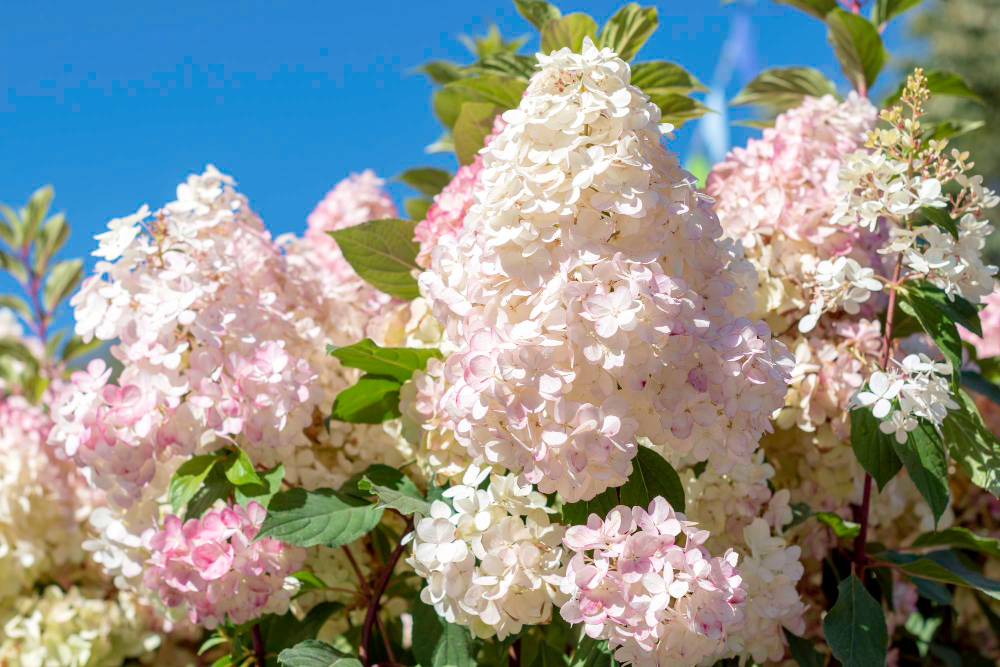 Geriausios vietos sode pavėsyje augantiems krūmams