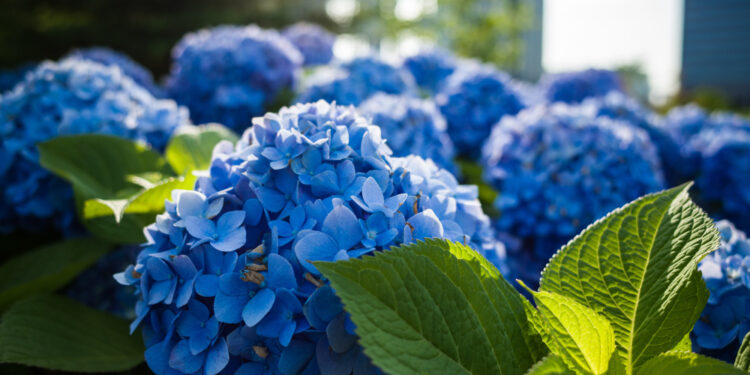 Krūmai augantys šešėlyje: kokias rūšis rinktis ir kaip teisingai sodinti bei prižiūrėti