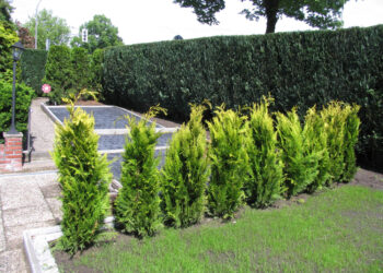 Krūmai prie namo, kurie suteiks jūsų sodybai privatumo ir žavesio