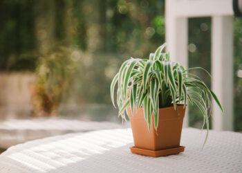 Kuokštinio chlorofito priežiūra pradedantiesiems – nuo vietos parinkimo iki laistymo