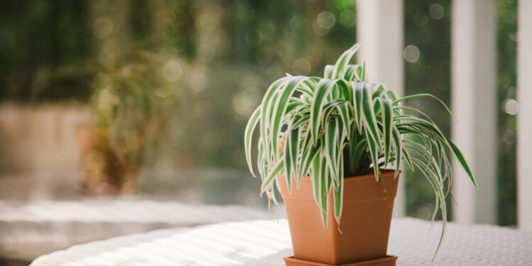 Kuokštinio chlorofito priežiūra pradedantiesiems – nuo vietos parinkimo iki laistymo