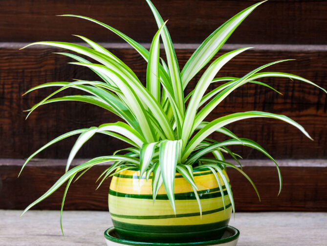 Kaip prižiūrėti chlorofitą, kad jis augtų vešlus