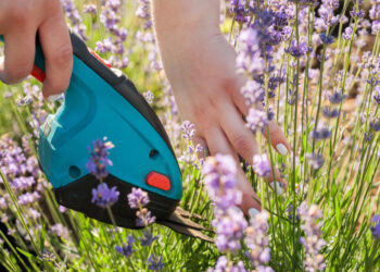 Levandų genėjimas ir kirpimas: kada ir kaip tinkamai genėti