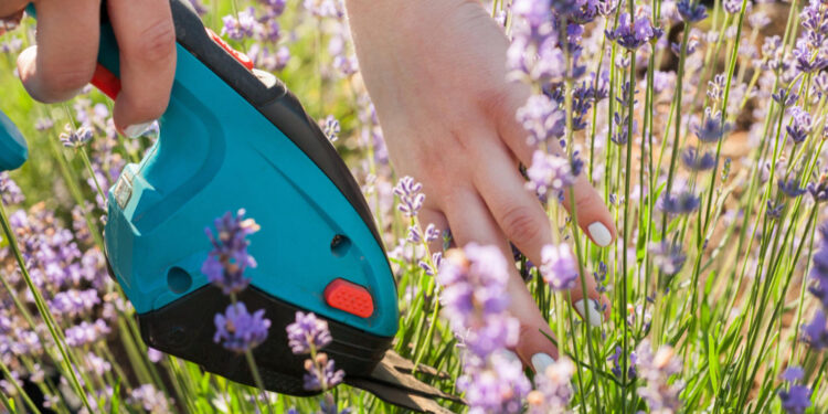 Levandų genėjimas ir kirpimas: kada ir kaip tinkamai genėti