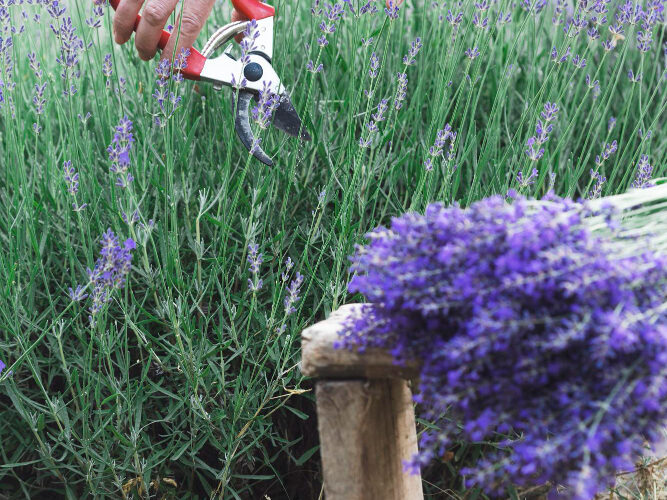 Kada genėti levandas: pavasaris, vasara ar ruduo