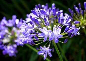 Agapantas: kaip auginti ir prižiūrėti šią dekoratyvinę gėlę sode