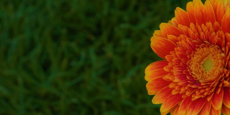 Gerbera daisy auginimas pradedantiesiems – dirva, šviesa ir laistymas