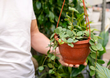 Peperomija: auginimas, priežiūra ir svarbiausi patarimai namuose