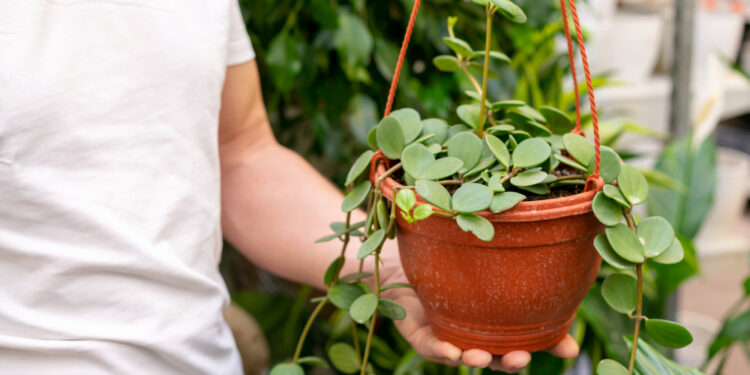 Peperomija: auginimas, priežiūra ir svarbiausi patarimai namuose
