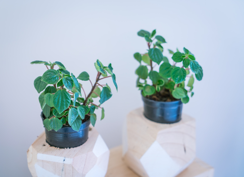 Kaip dauginti peperomiją namuose