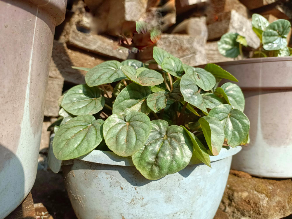 Kaip peržiemoti peperomiją