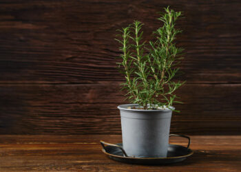 Rozmarino sėklos, daigai ir dygimas: kaip užsiauginti nuo pradžių