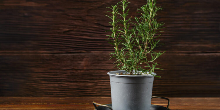 Rozmarino sėklos, daigai ir dygimas: kaip užsiauginti nuo pradžių