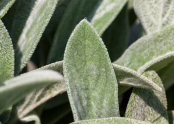 Šalavijo nauda ir savybės: kuo šis augalas vertingas